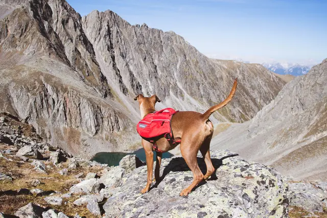 (Symbolfoto) Wandern mit Hund. | Foto: Sternagel