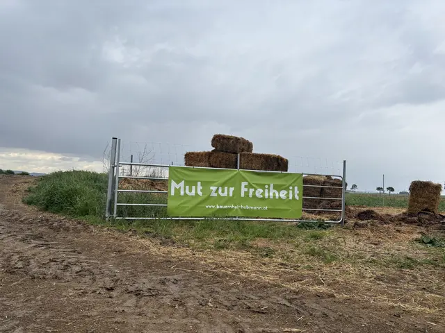 Gerersdorf als Pionierort: Die Haltung der Ackerschweine bringt Diskussionen – und neue Perspektiven. | Foto: Lina Chalusch