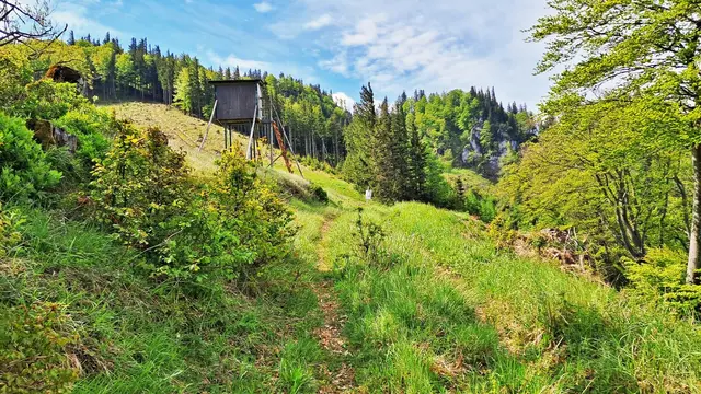 Hat man diesen Hochstand erreicht, dann zeigt sich ... | Foto: © Silvia Plischek