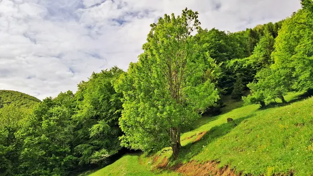 Anfangs geht's über leicht begehbare Wege. ... | Foto: © Silvia Plischek
