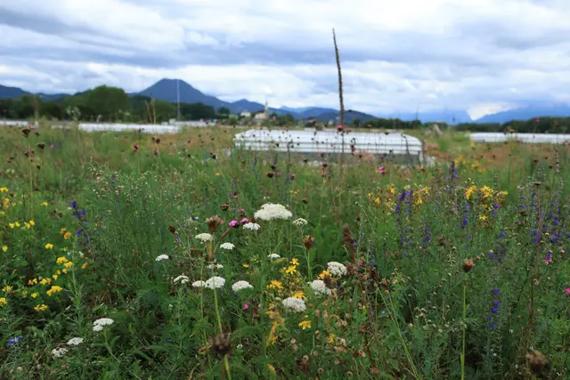 Das blühende Dach der Raiffeisen-Lagerhaus-Salzburg-Zentrale in Bergheim wird als Futterquelle von Bestäubern sehr gut angenommen – und das im Gewerbegebiet. | Foto: RVS