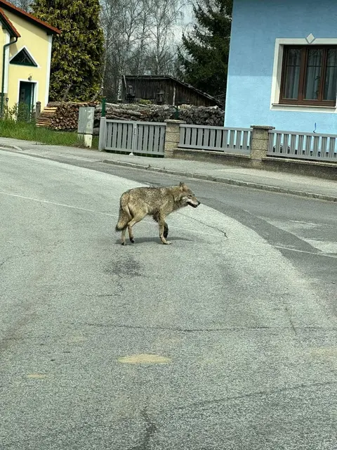 Ein Wolf lief 2023 durch Pürbach und wurde von einem vorbeifahrenden Autofahrer fotografiert. | Foto: Rene Koppensteiner