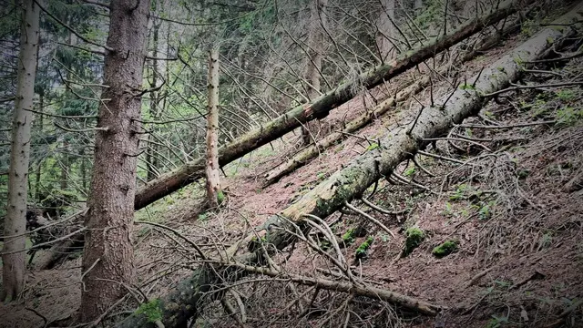 Beim steilen Aufstieg zum Gipfel: Anzeichen von Windschäden und Baumbruch! ... | Foto: © Silvia Plischek