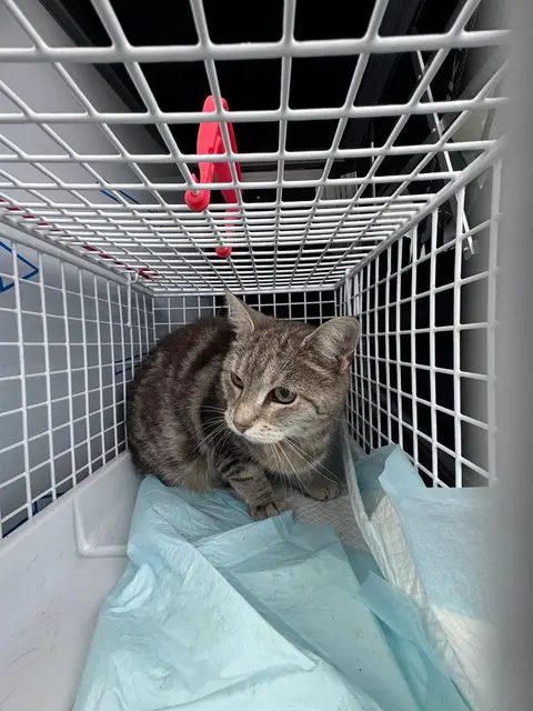 Die Tierhilfe Gusental konnte eine verletzte Katze in Buchkirchen sichern und retten. | Foto: THG