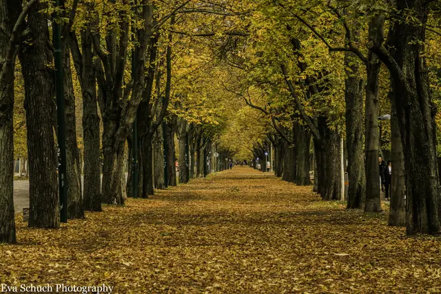 Prater Haupt Allee | Foto: Eva Zacsek