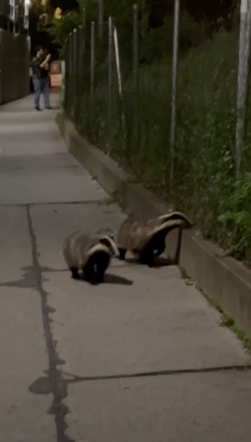 Foto: Screenshot akhwien.at/Instagram