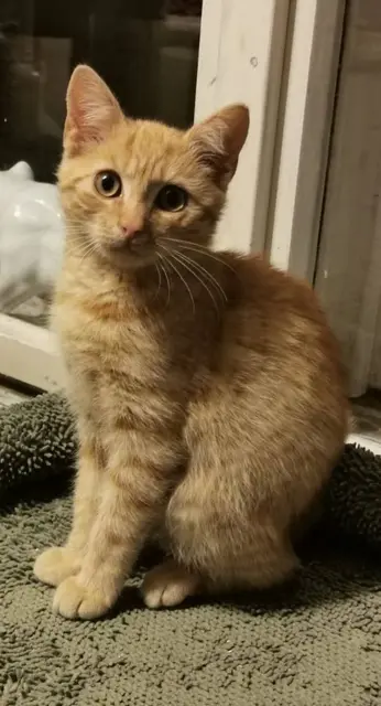 ROSSI sucht ein zu Hause!

Seinen Tierarztcheck hat er bereits hinter sich und wurde auch schon geimpft und gechippt!
Der ca. 3 Monate junge Kater entwickelt 
sich immer mehr zum Schmuser.
Erreichen kann man Rossi unter:
☎️ 0664/4461515
✏️ tullner-pfotenhilfe@gmx.at 

Er wird NICHT in EINZELHALTUNG abgegeben!!! Gerne mit einem unsere anderen Kätzchen oder zu einer vorhandenen Katze. | Foto: Pfotenhilfe Tulln