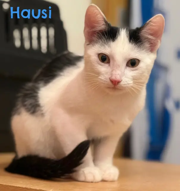 Hausi, Leiti &amp; Mossi, noch etwas schüchtern, Mai 25 geboren.
Sie werden nur mindestens zu zweit oder zu einer bereits vorhandenen Katze vermittelt.
Kontakt: Bettina Auttrit
Tullner Pfotenhilfe 
+43 676 4178874 | Foto: Pfotenhilfe Tulln