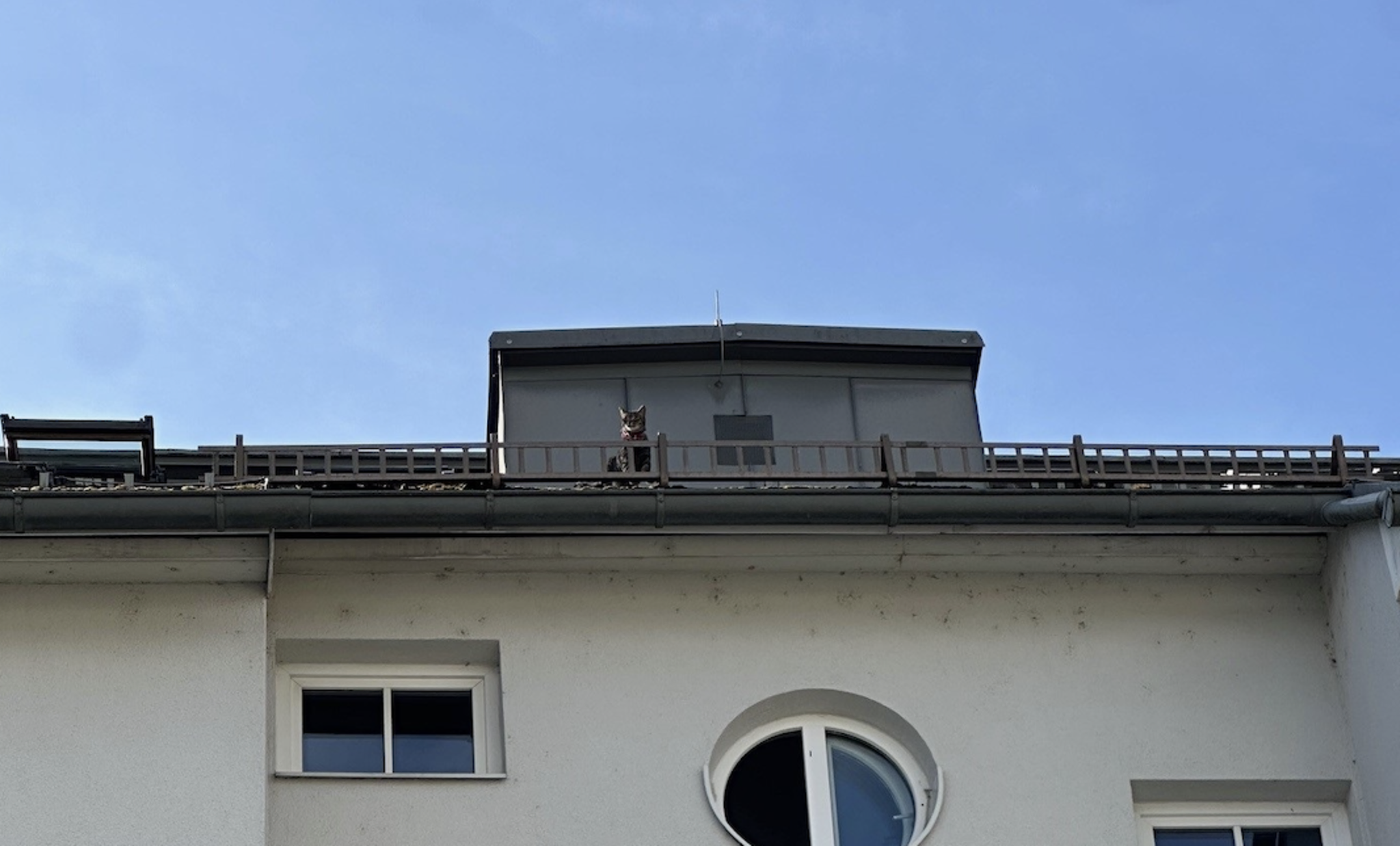 Kater-Tiger-von-Dach-in-Villach-gerettet
