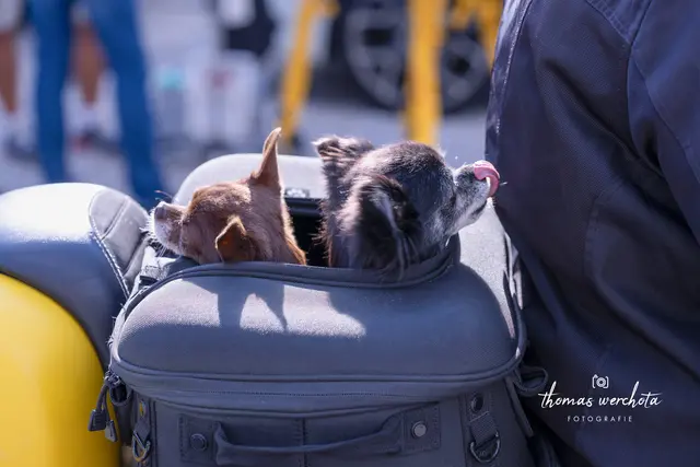 Foto: Thomas Werchota