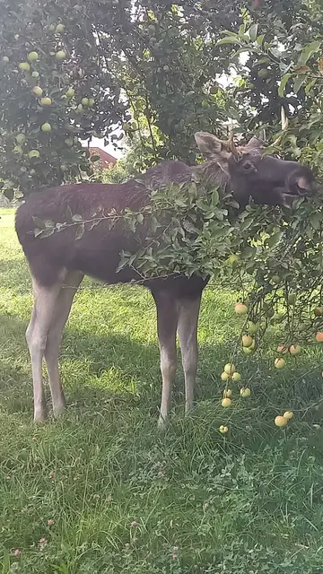 Elch Emil bei den Obstbäumen von Peter Gressl. | Foto: Bfkdo Amstetten