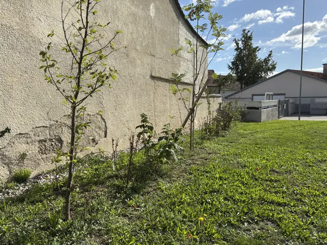 Eine Biodiversitätshecke gedeiht bereits in der Volksschule Steinbrunn.  | Foto: Stefan Schneider