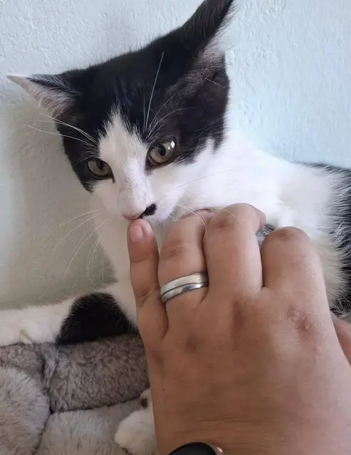 STELLA &amp; STERLING

Die nächsten beiden Katzenkinder sind tierärztlich versorgt und geimpft und können sich auf die Reise ins neue zu Hause mchen.
Die eine schon sehr schmusig, die andere noch ziemlich zurückhaltend, suchen sie 
eine Familie, die ihnen geduldig die Zeit 
zum Ankommen lässt.
Erreichbar sind die beiden Mädchen unter:
☎️ 0699/10702082
✏️ tullner-pfotenhilfe@gmx.at | Foto: Pfotenhilfe Tulln