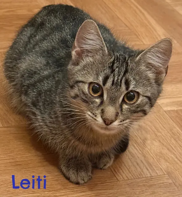 Hausi, Leiti &amp; Mossi, noch etwas schüchtern, Mai 25 geboren.
Sie werden nur mindestens zu zweit oder zu einer bereits vorhandenen Katze vermittelt.
Kontakt: Bettina Auttrit
+43 676 4178874 | Foto: Tullner Pfotenhilfe