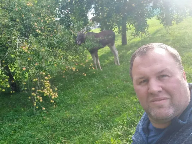 Elch Emil bei den Obstbäumen von Peter Gressl. | Foto: Bfkdo Amstetten