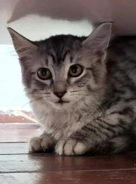 STELLA &amp; STERLING

Die nächsten beiden Katzenkinder sind tierärztlich versorgt und geimpft und können sich auf die Reise ins neue zu Hause mchen.
Die eine schon sehr schmusig, die andere noch ziemlich zurückhaltend, suchen sie 
eine Familie, die ihnen geduldig die Zeit 
zum Ankommen lässt.
Erreichbar sind die beiden Mädchen unter:
☎️ 0699/10702082
✏️ tullner-pfotenhilfe@gmx.at | Foto: Pfotenhilfe Tulln