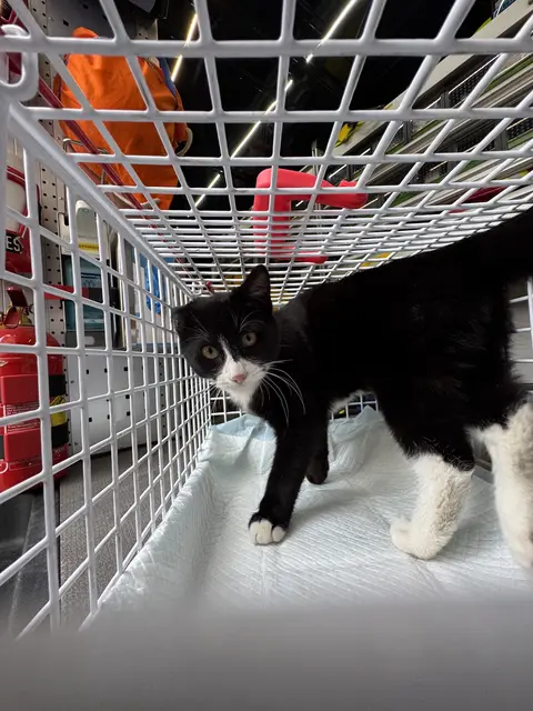 Einfach aus dem Autofenster geworfen: Im Bad Wimsbach entledigten sich Unbekannte eines schwarz-weißen Katers. | Foto: THG