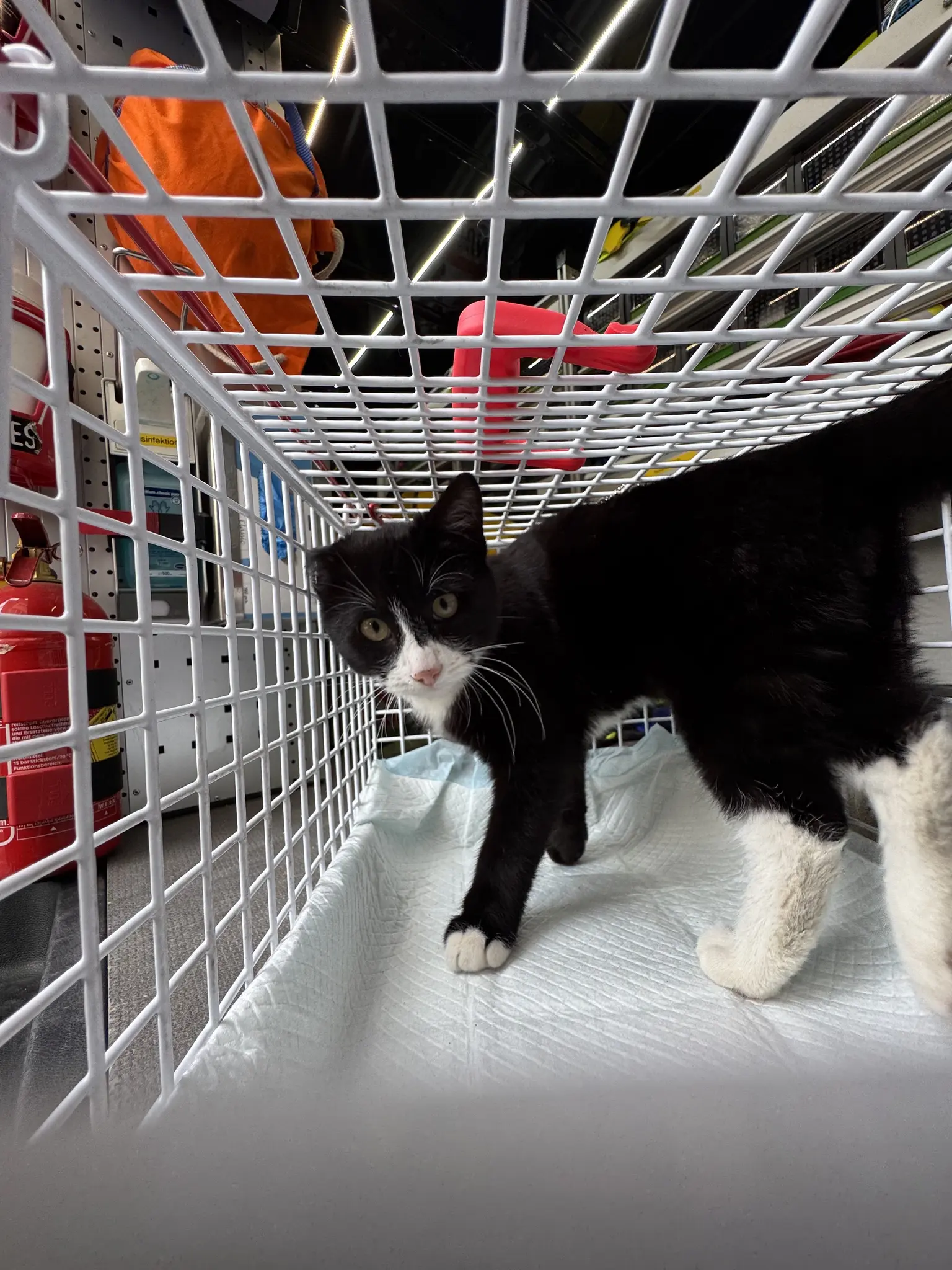 Kater-wurde-einfach-aus-dem-Autofenster-geworfen