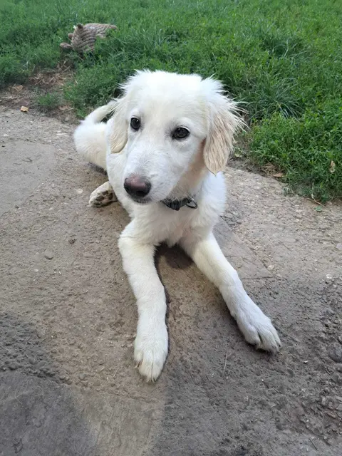Zwei Buben suchen ein zu Hause!
Sie sind 5 Monate jung, wiegen 7-8 kg und erkunden gerade alles was es so gibt.

Erreichen kann man die Lieben unter:
☎️ 00 43 664 1276603 | Foto: Pfotenhilfe Tulln