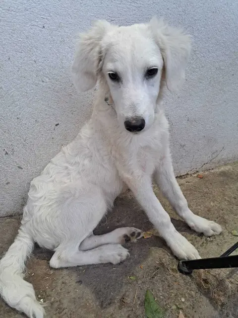 Zwei Buben suchen ein zu Hause!
Sie sind 5 Monate jung, wiegen 7-8 kg und erkunden gerade alles was es so gibt.

Erreichen kann man die Lieben unter:
☎️ 00 43 664 1276603
✏️ tullner-pfotenhilfe@gmx.at | Foto: Pfotenhilfe Tulln