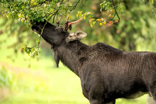 Elch Emil zuhause bei Fotograf Fritz Bachner. | Foto: Fritz Bachner