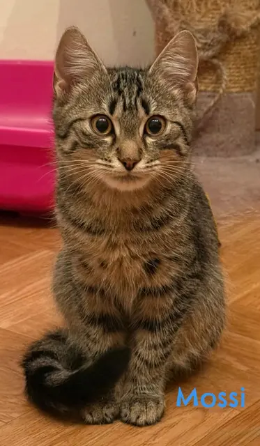 Hausi, Leiti &amp; Mossi, noch etwas schüchtern, Mai 25 geboren.
Sie werden nur mindestens zu zweit oder zu einer bereits vorhandenen Katze vermittelt.
Kontakt: Bettina Auttrit
Tullner Pfotenhilfe 
+43 676 4178874 | Foto: Pfotenhilfe Tulln