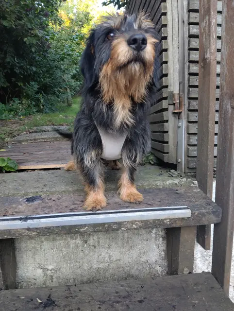 Gerti: Rauhaardackelmix, 4 Jahre, kastriert, mag Hunde und Kinder, Katzen interessant, sehr anhänglich und verschmust, Jagdtrieb vorhanden
Kontakt 0699/11287394 | Foto: Pfotenhilfe Tulln