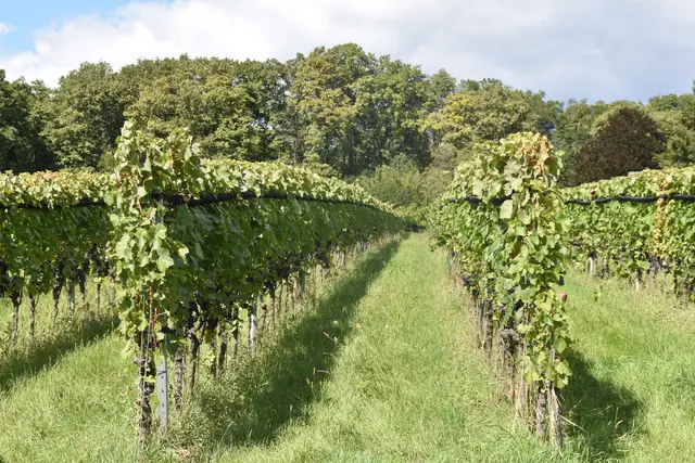 Foto: Michael Strini