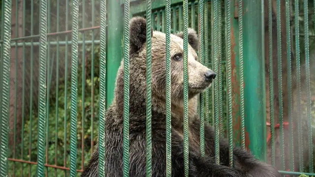 Foto: VIER PFOTEN | Timon Hozo