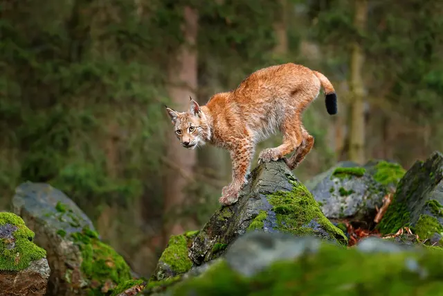 Drei Windräder wurden wegen eines Luchs-Reviers aus dem UVP-Verfahren genommen.  | Foto: OndrejProsicky/smarterpix