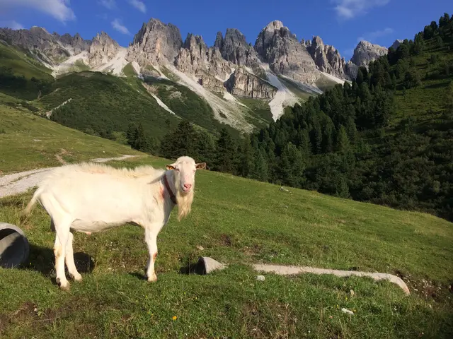 Auch die Ziegen haben es im Erholungsgebiet gemütlich.  | Foto: Heidi Kastl