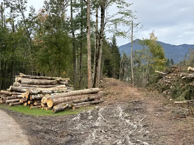 Aus dem kleinen Aufwald unterhalb des Flugplatzes wurde viel Holz entnommen. | Foto: MeinBezirk/Günther Reichel