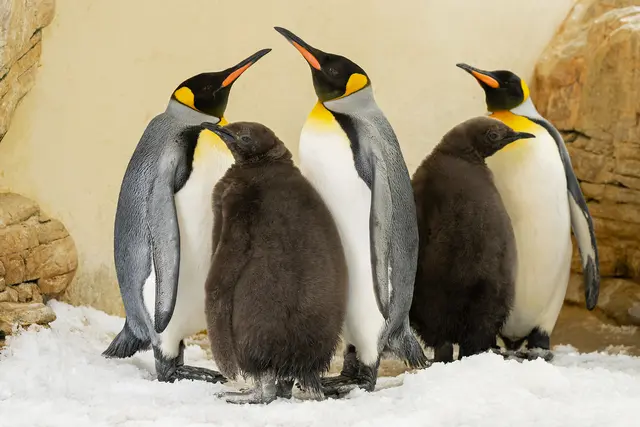 Die zwei Jungtiere bleiben dem Wasser noch fern – nicht so wie ihre Eltern. | Foto: Daniel Zupanc