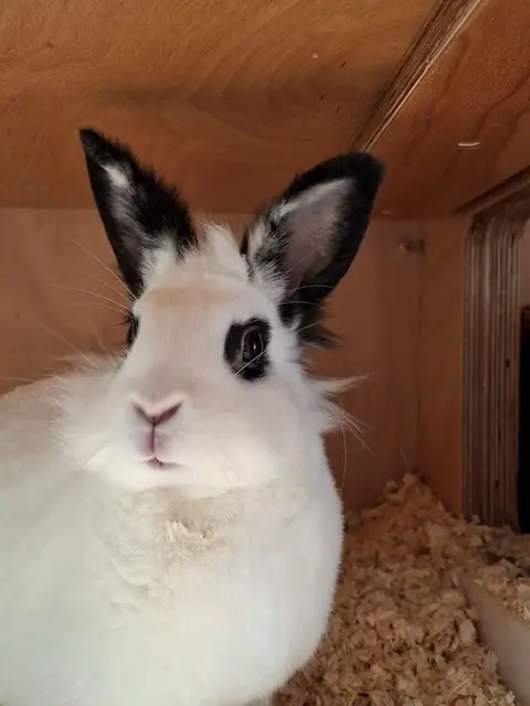 Die hübsche Charlene wünscht sich endlich die Gesellschaft eines Artgenossen. | Foto: Arche Wels