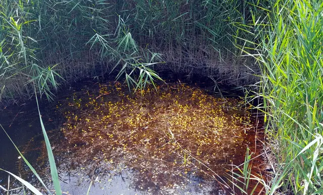 Foto: Berg- und Naturwacht Leibnitz