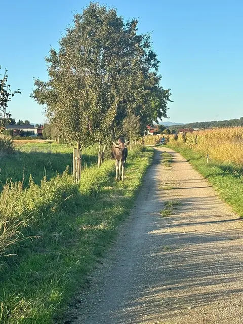 Foto: MeinBezirk/Eva Schaumberger