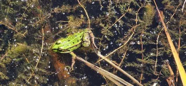 Foto: Berg- und Naturwacht Leibnitz