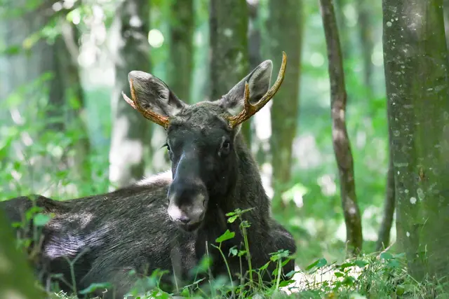 Elch Emil – fotografiert in einem Waldstück in Hargelsberg. | Foto: fotokerschi.at
