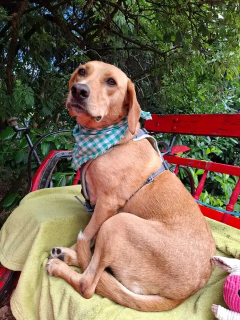 Melissa | Foto: Pfotenhilfe