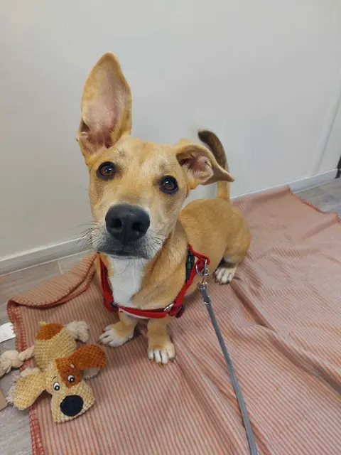 Pablo | Foto: Pfotenhilfe