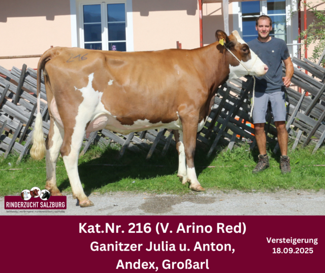Die 1019. Rinderzuchtversteigerung in Maishofen war ein großer Erfolg. Im Bild: Arino Red-Tochter vom Betrieb Julia und Anton Ganitzer, Andex aus Großarl. | Foto: Rinderzuchtverband Salzburg