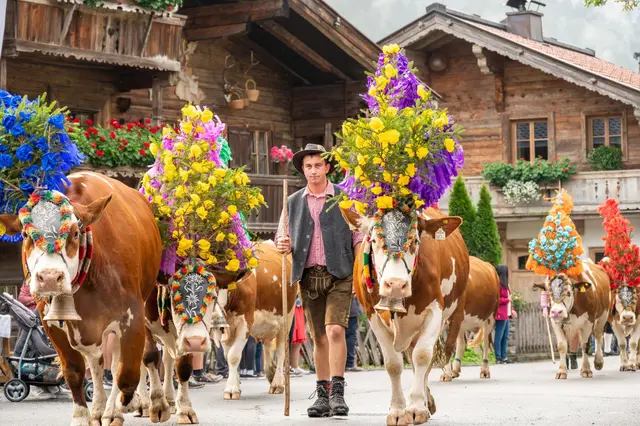 Der Almabtrieb in der Region Hohe Salve ist ein traditionelles Ereignis, das jedes Jahr im Herbst zahlreiche Zuschauerinnen und Zuschauer anzieht.  | Foto: Region Hohe Salve/Alexander Amer