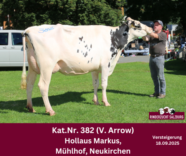 Die Arrow-Tochter vom Betrieb Markus Hollaus, Mühlhof aus Neukirchen erzielte den Spitzenpreis bei den Holsteintieren. | Foto: Rinderzuchtverband Salzburg