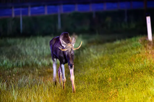 Foto: TEAM FOTOKERSCHI / BERNADETTE UND WERNER KERSCHBAUMMAYR