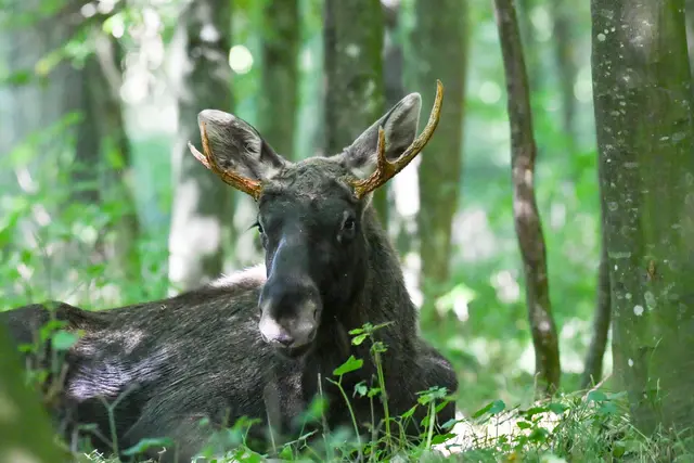 Emil war auch bereits zu Gastin Hargelsberg – hier in einem Waldstück. | Foto: fotokerschi.at