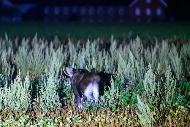 Foto: TEAM FOTOKERSCHI / BERNADETTE UND WERNER KERSCHBAUMMAYR