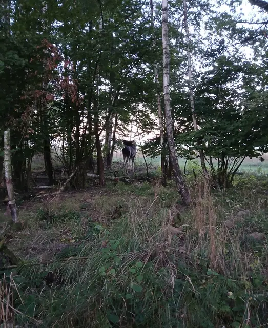 Foto: ZVG