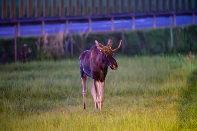Die Polizei sperrte Freitagabend, 19. September 2025, die Bundesstraße 309, um Emil eine sichere Überquerung zu ermöglichen und auch die Verkehrsteilnehmer zu schützen.  | Foto: TEAM FOTOKERSCHI / BERNADETTE UND WERNER KERSCHBAUMMAYR
