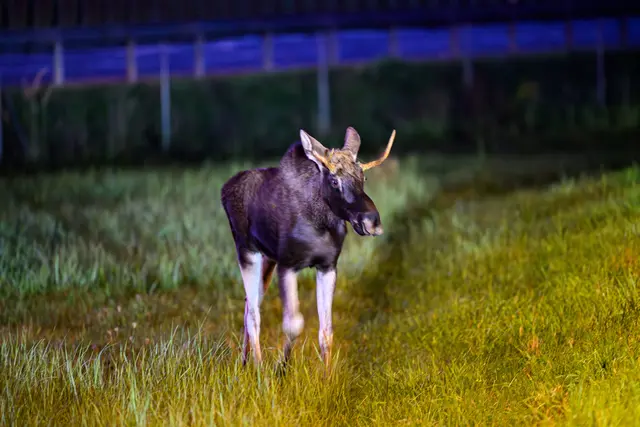 Foto: TEAM FOTOKERSCHI / BERNADETTE UND WERNER KERSCHBAUMMAYR
