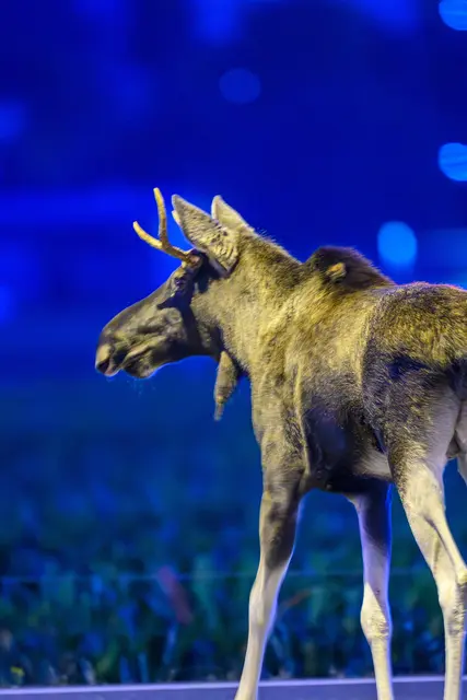 Foto: TEAM FOTOKERSCHI / BERNADETTE UND WERNER KERSCHBAUMMAYR